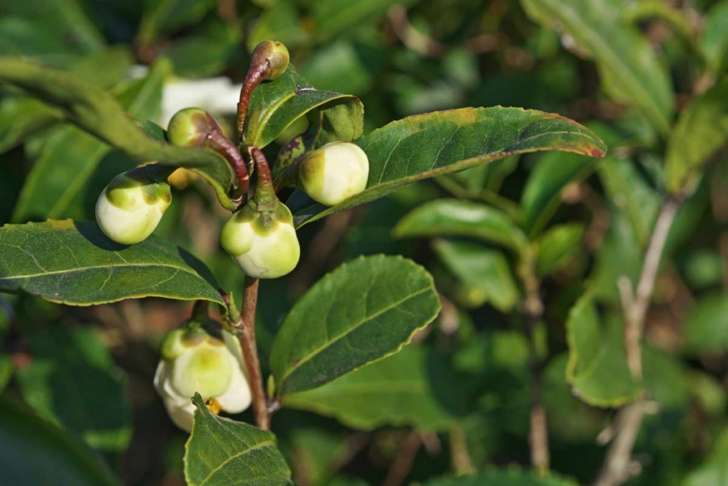 functional-ingredients-L-Theanine-01 Functional Ingredients L Theanine from Camellia sinensis