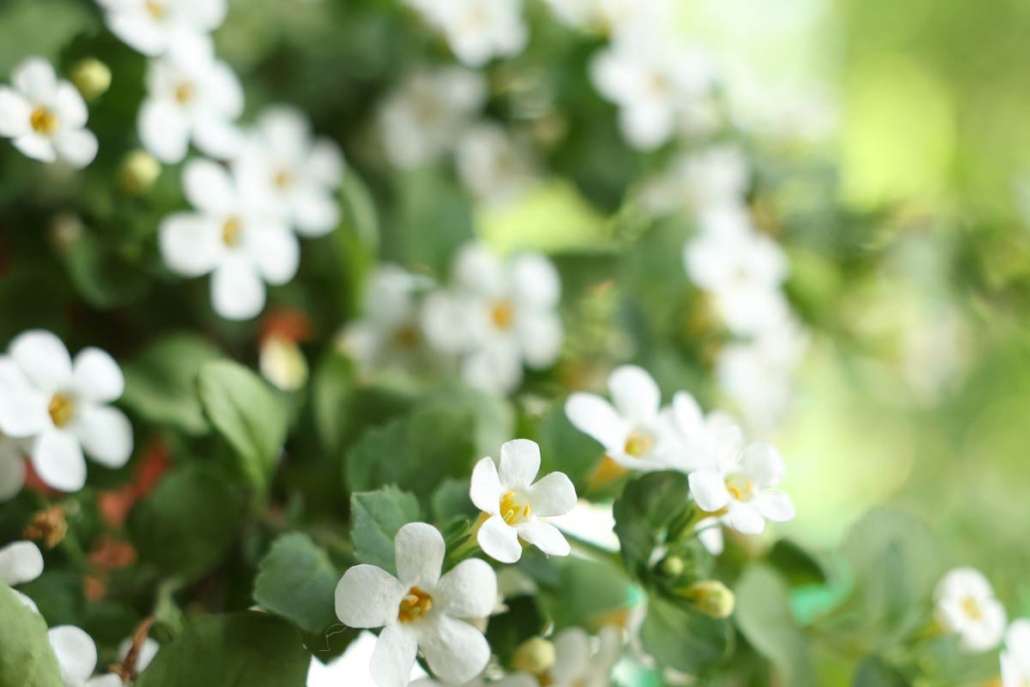functional-ingredients-bacopa-monnieri-02 Functional Ingredients Bacopa Monnieri 02