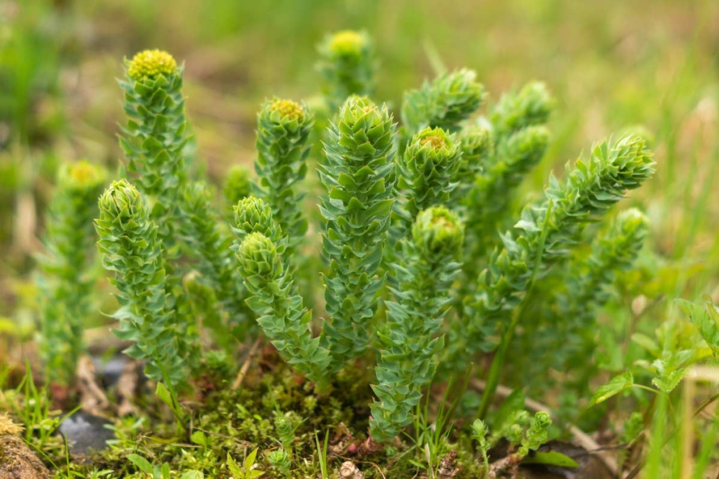 functional-ingredients-rhodiola-rosea-02 Functional Ingredients Rhodiola Rosea 02