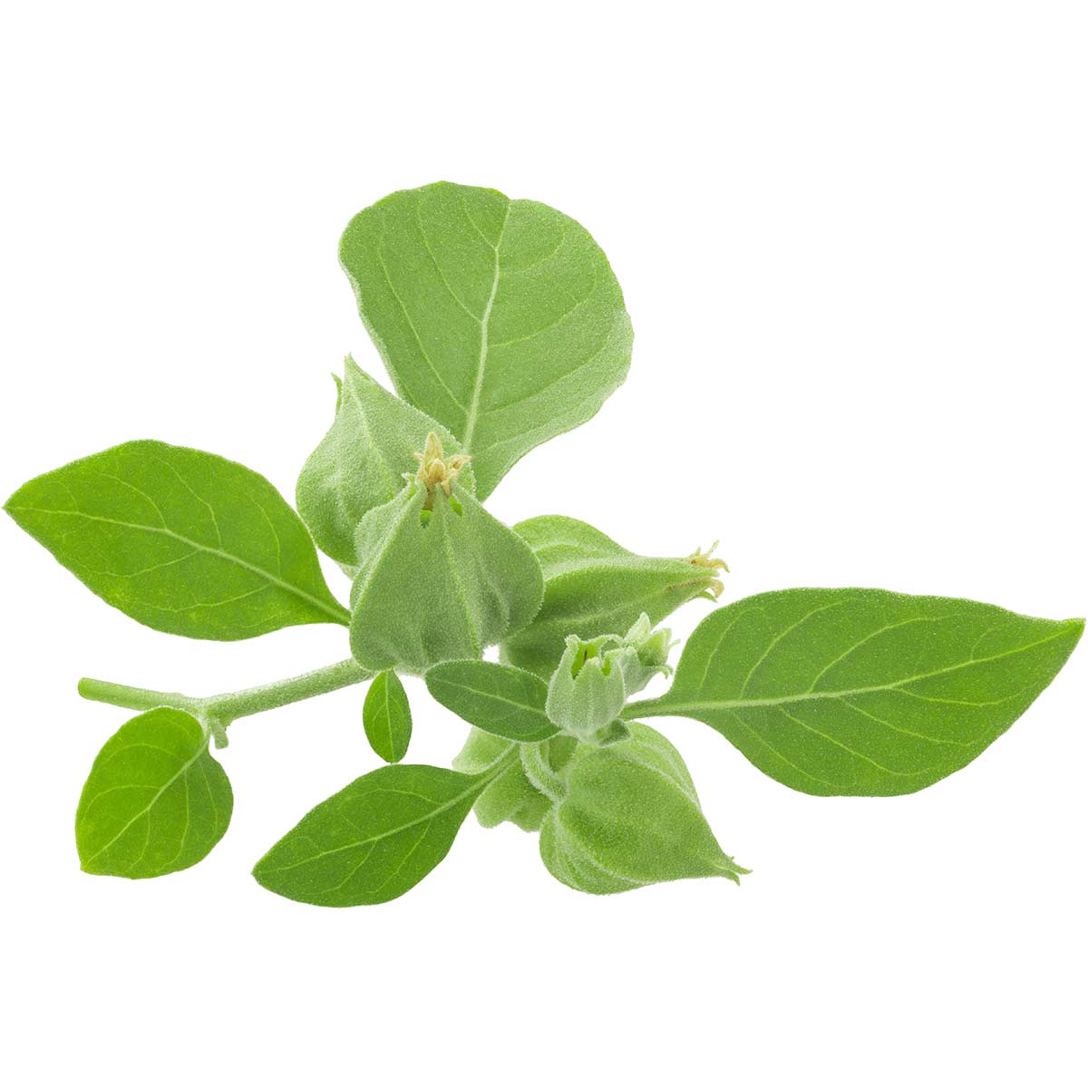 Ashwagandha Plant as a Supplement Ingredient