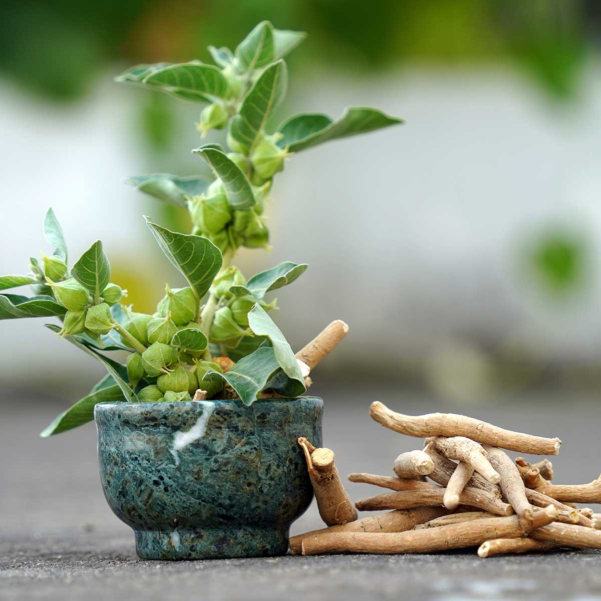 Ashwagandha Plant as a Supplement Ingredient