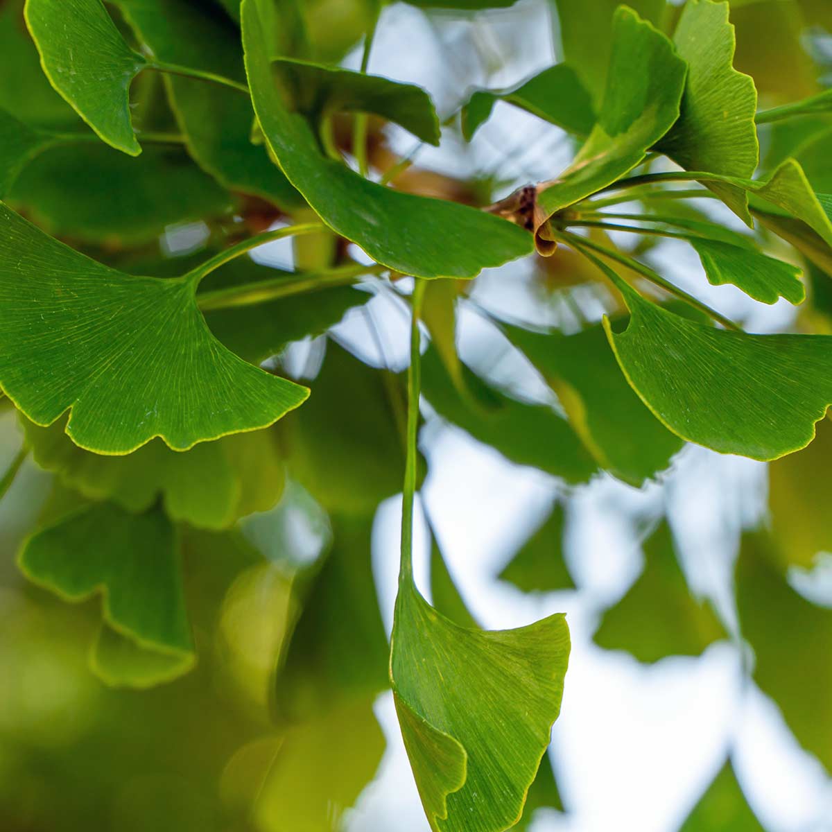 ginko galoba tree