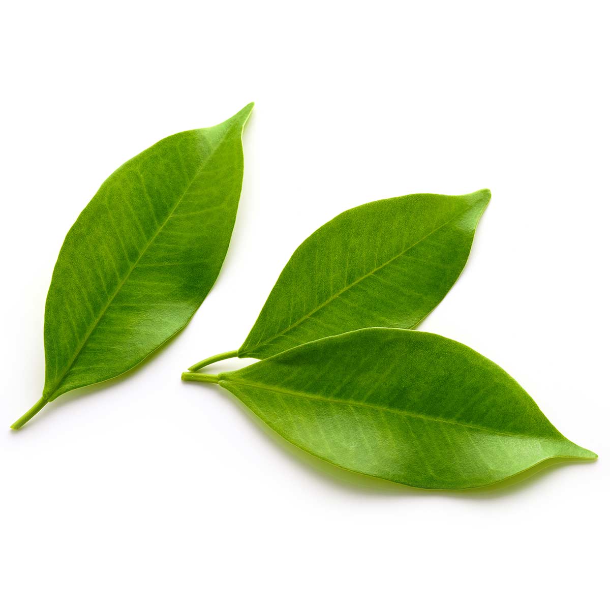 Caffeine Functional Ingredient 12