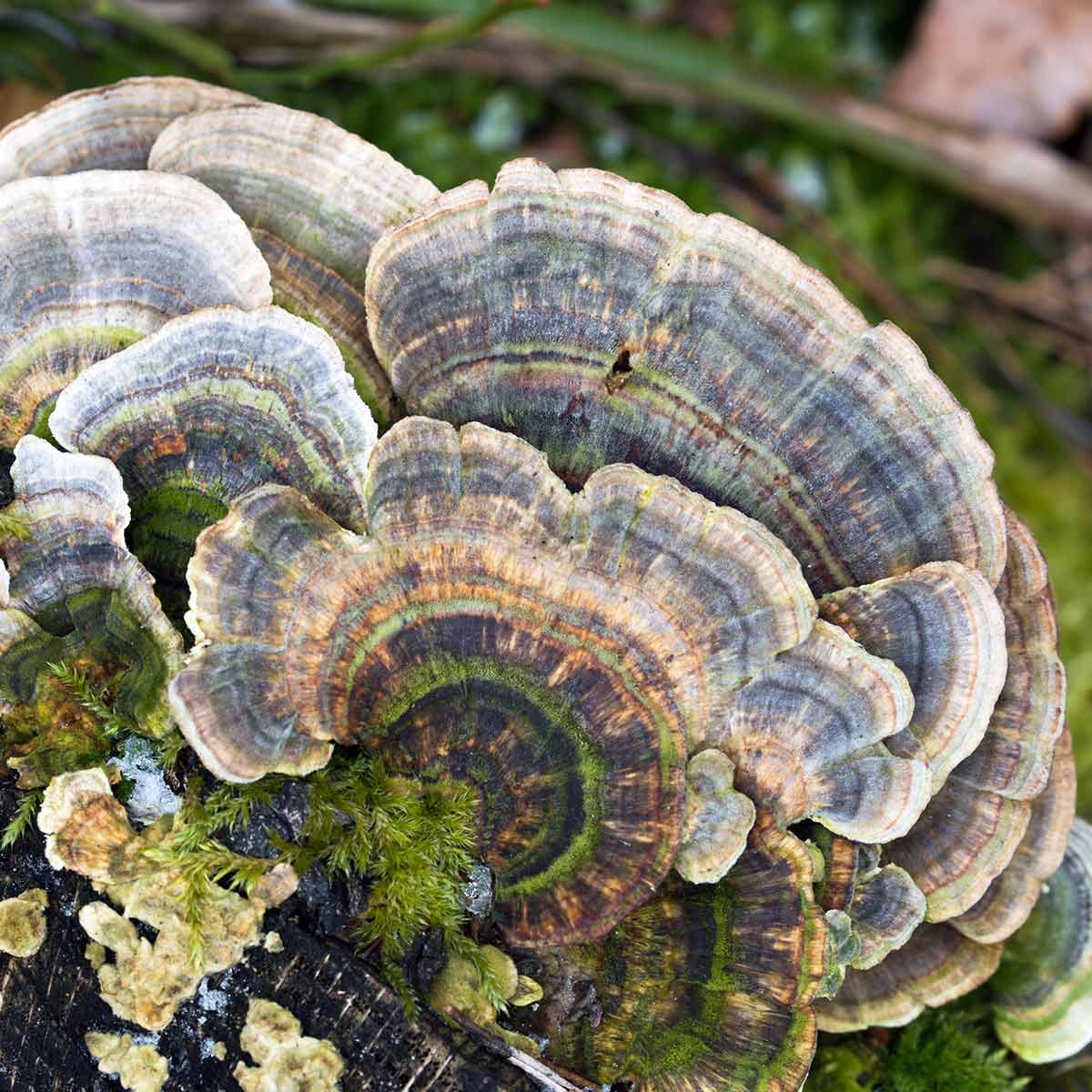 Functional Mushrooms called turkey tail
