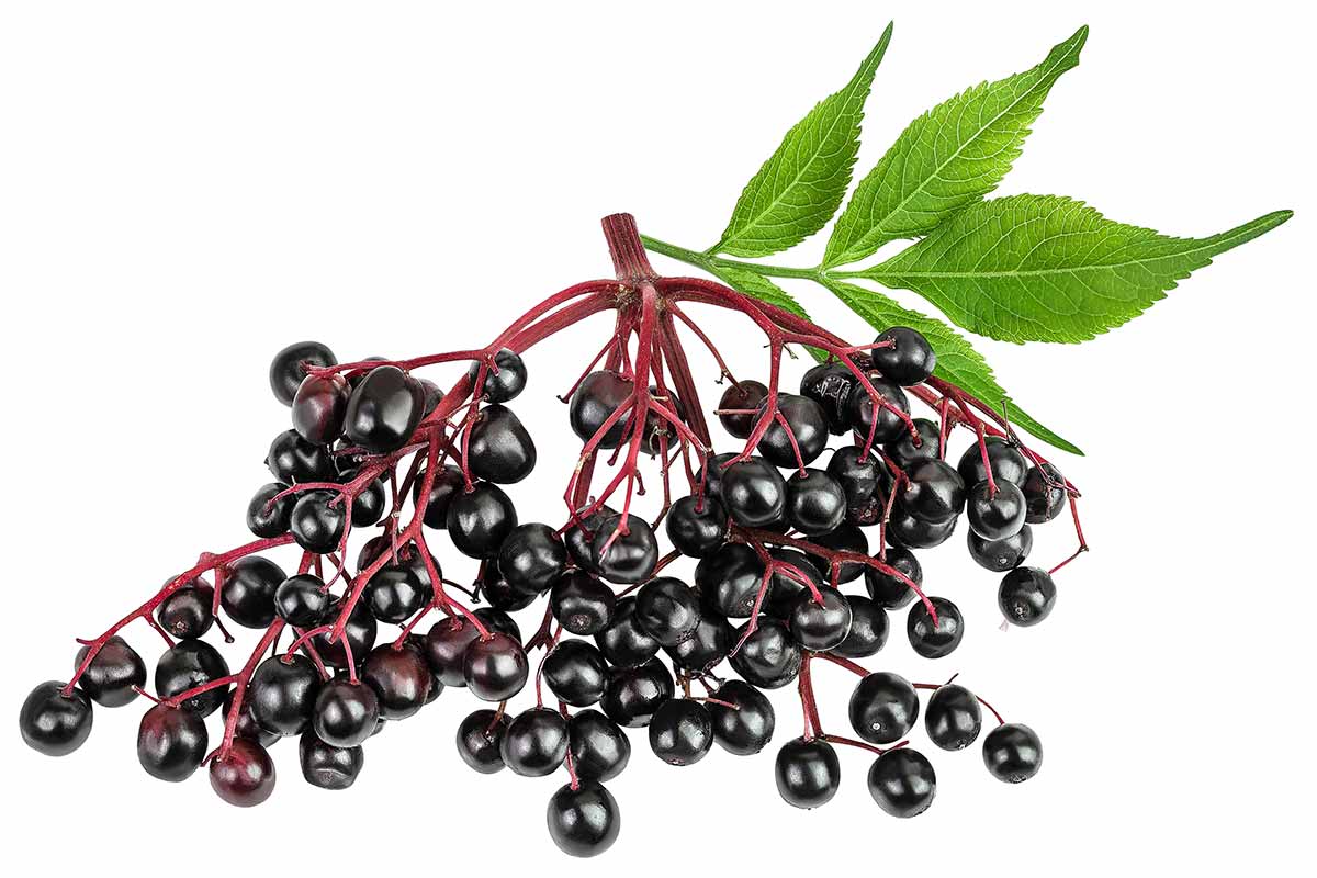 elderberry branch and leaves