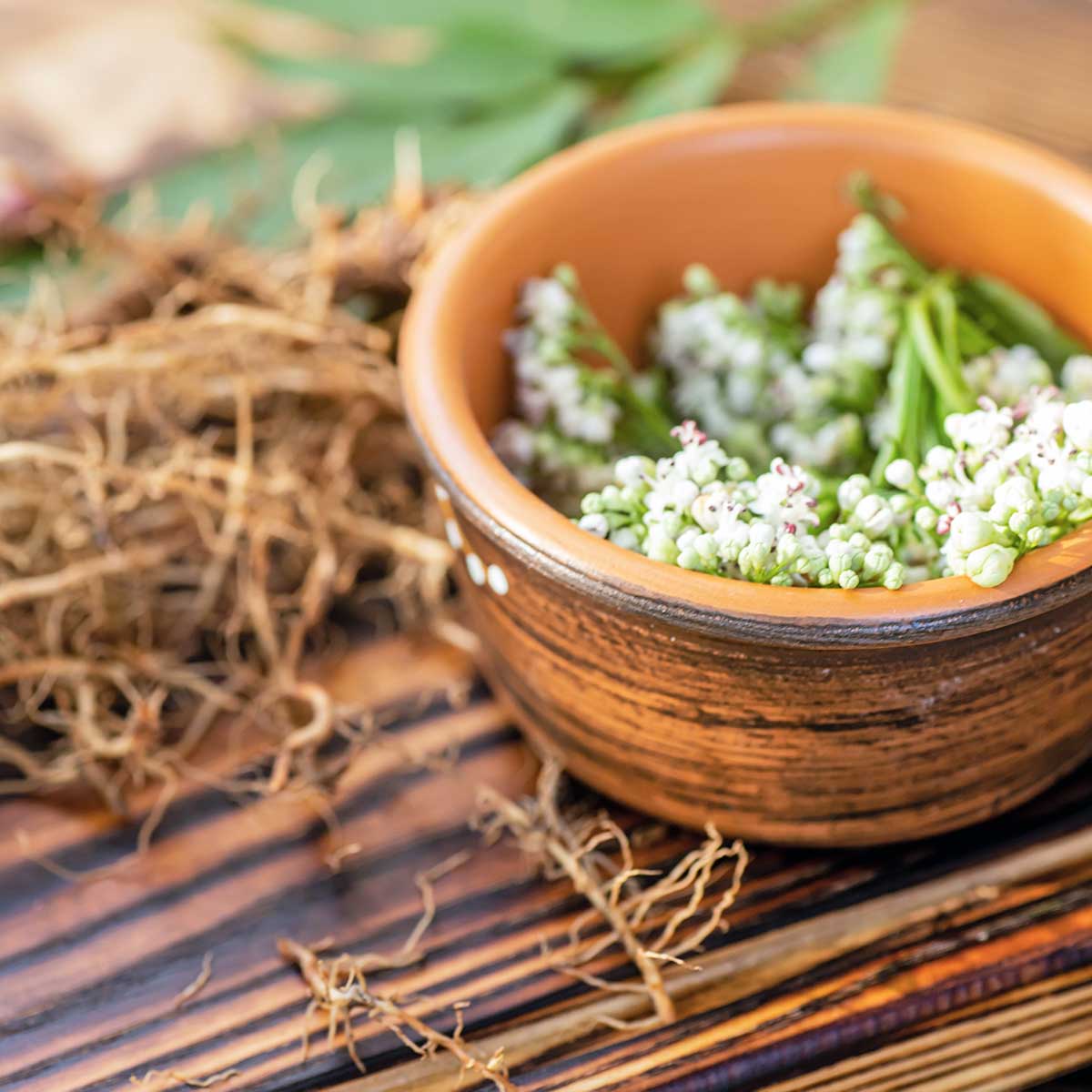 Valerian root for sleep and calm supplements