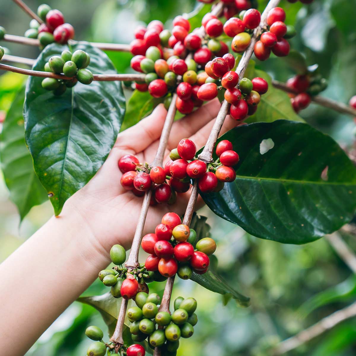 Hand picking coffee berries