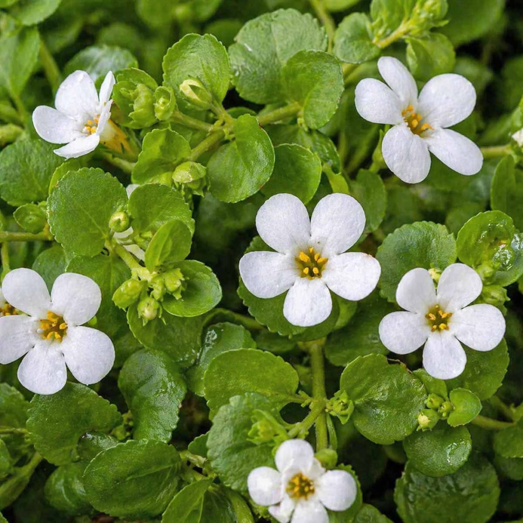Cognitive Botanical Ingredient Bacopa Monnieri