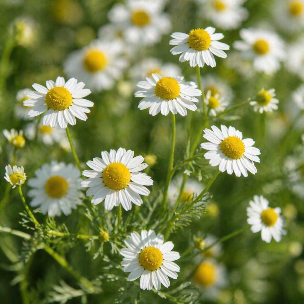 Cognitive Botanical Ingredient Chamomile