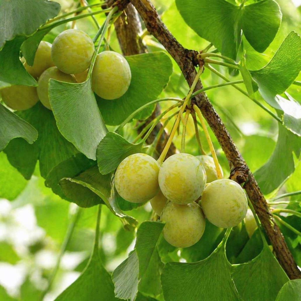 Cognitive Botanical Ingredient Ginkgo Biloba