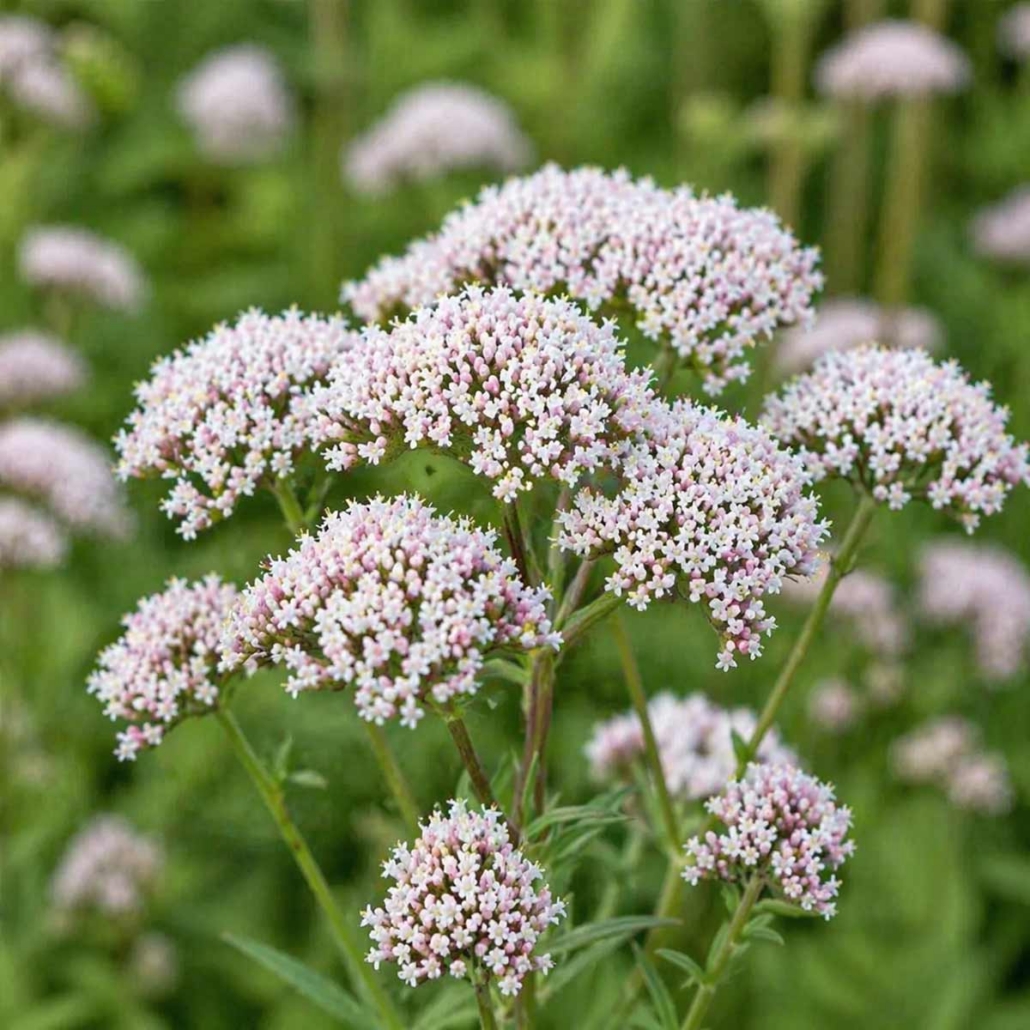 Cognitive Botanical Ingredient Valerian Root