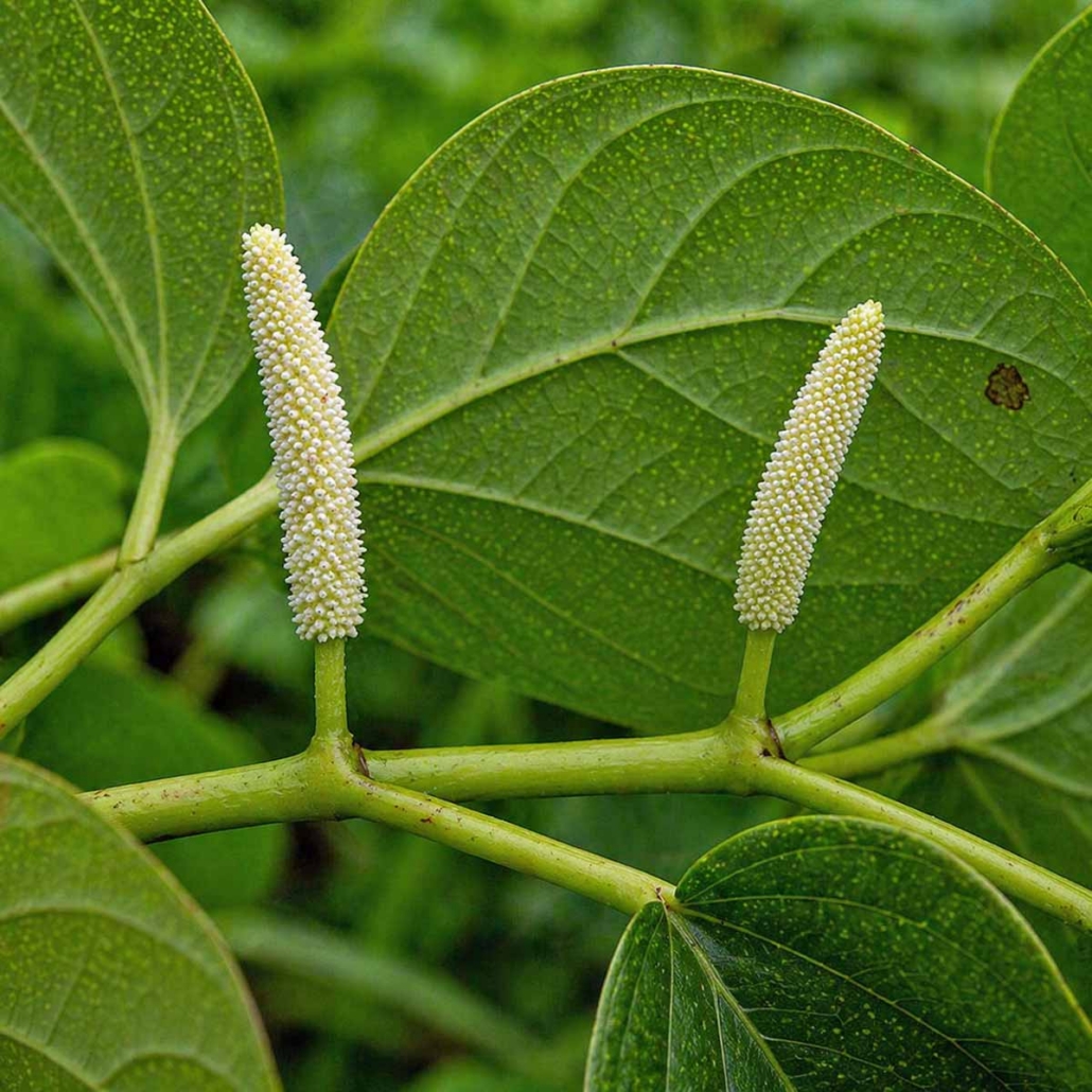 Cognitive Botanical Ingredient Kava