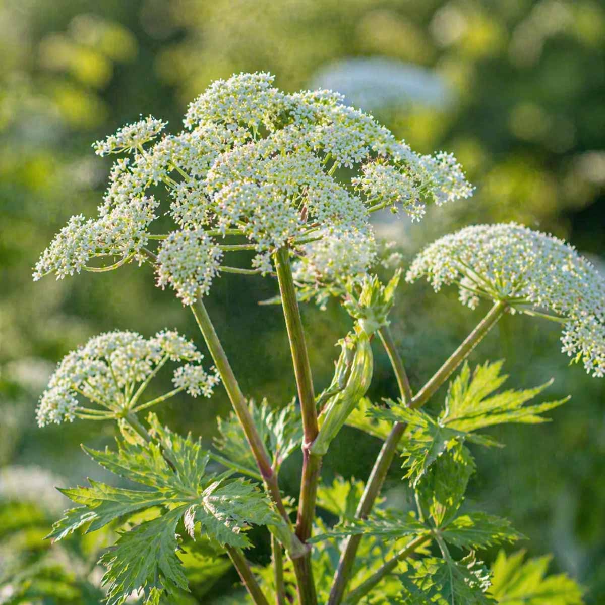 Don Quai Plant