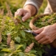 a man's hands using gardening shears to gather holy basil on a sustainable farm