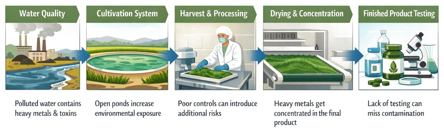 Tracing Spirulina Contamination Risks