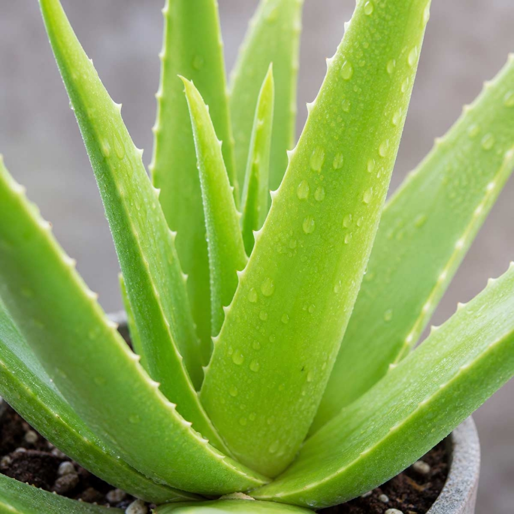 Botanical Ingredient Aloe Vera