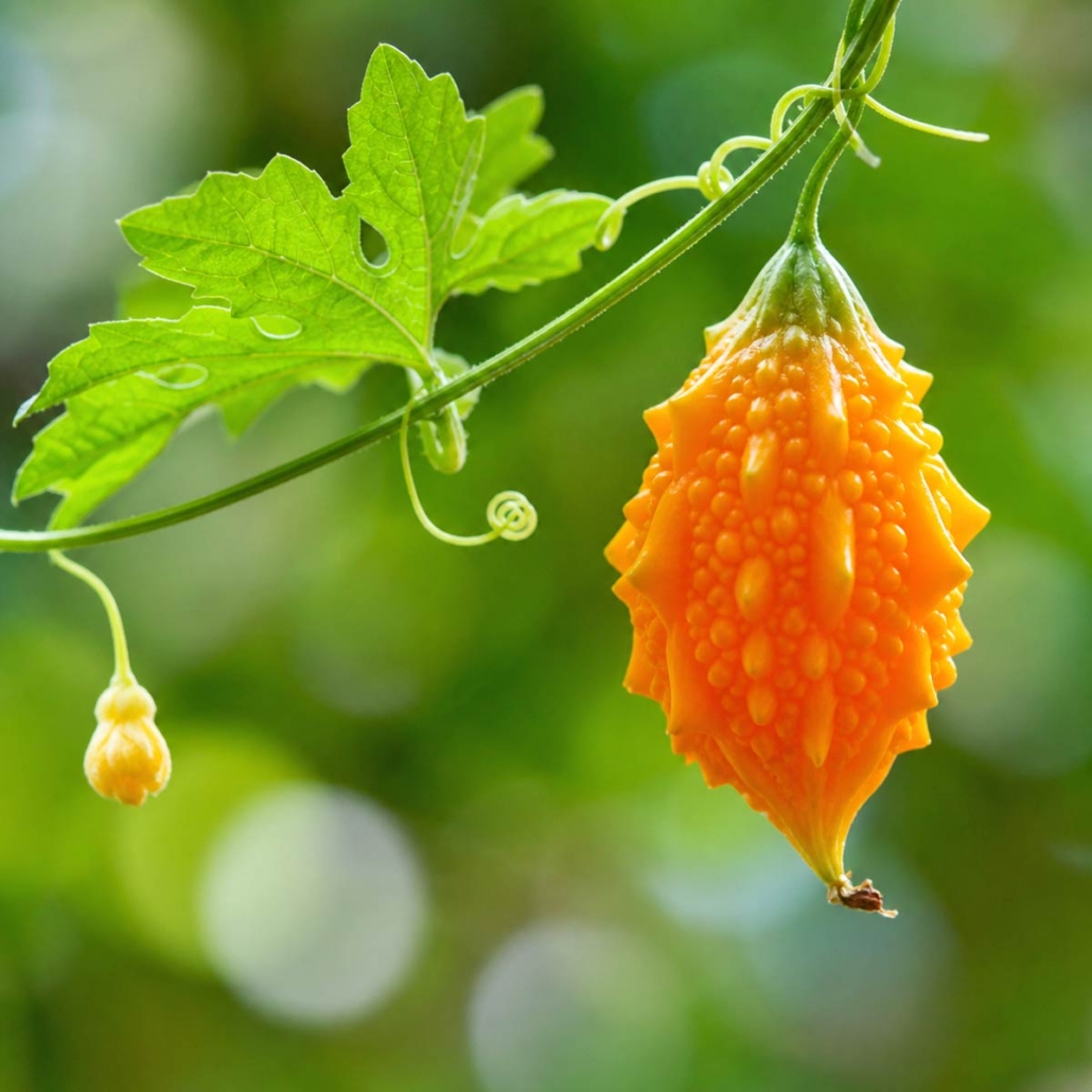 Botanical Ingredient Bitter Melon