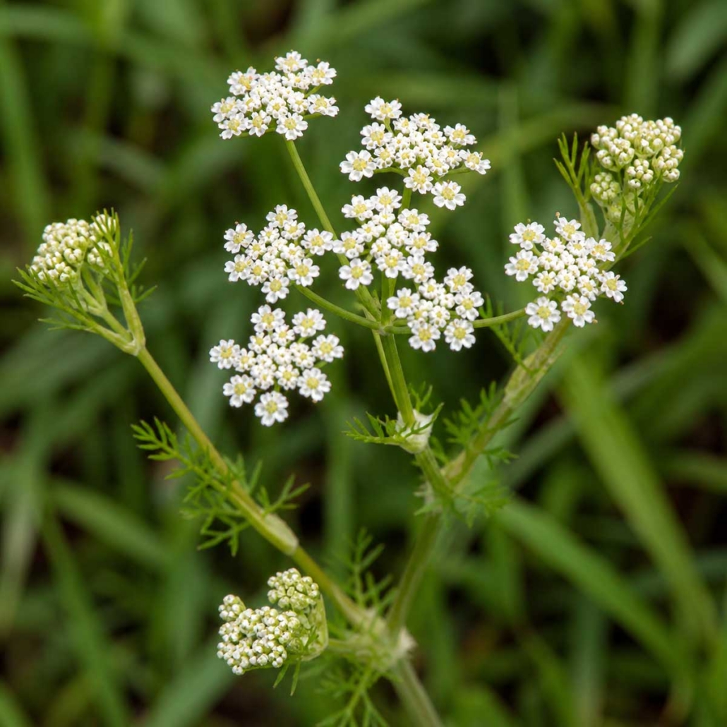 Botanical Ingredient Caraway