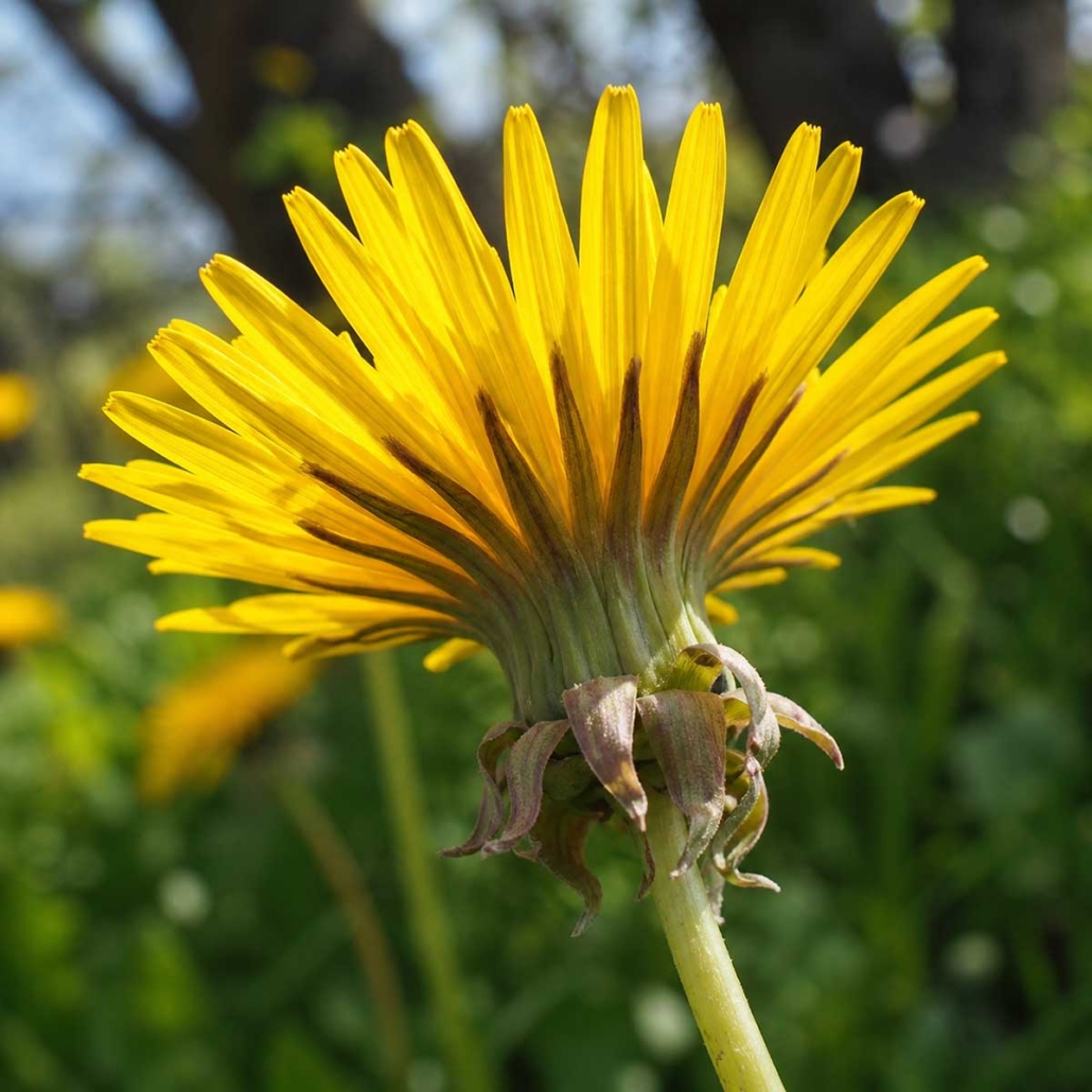 Botanical Ingredient Dandelion