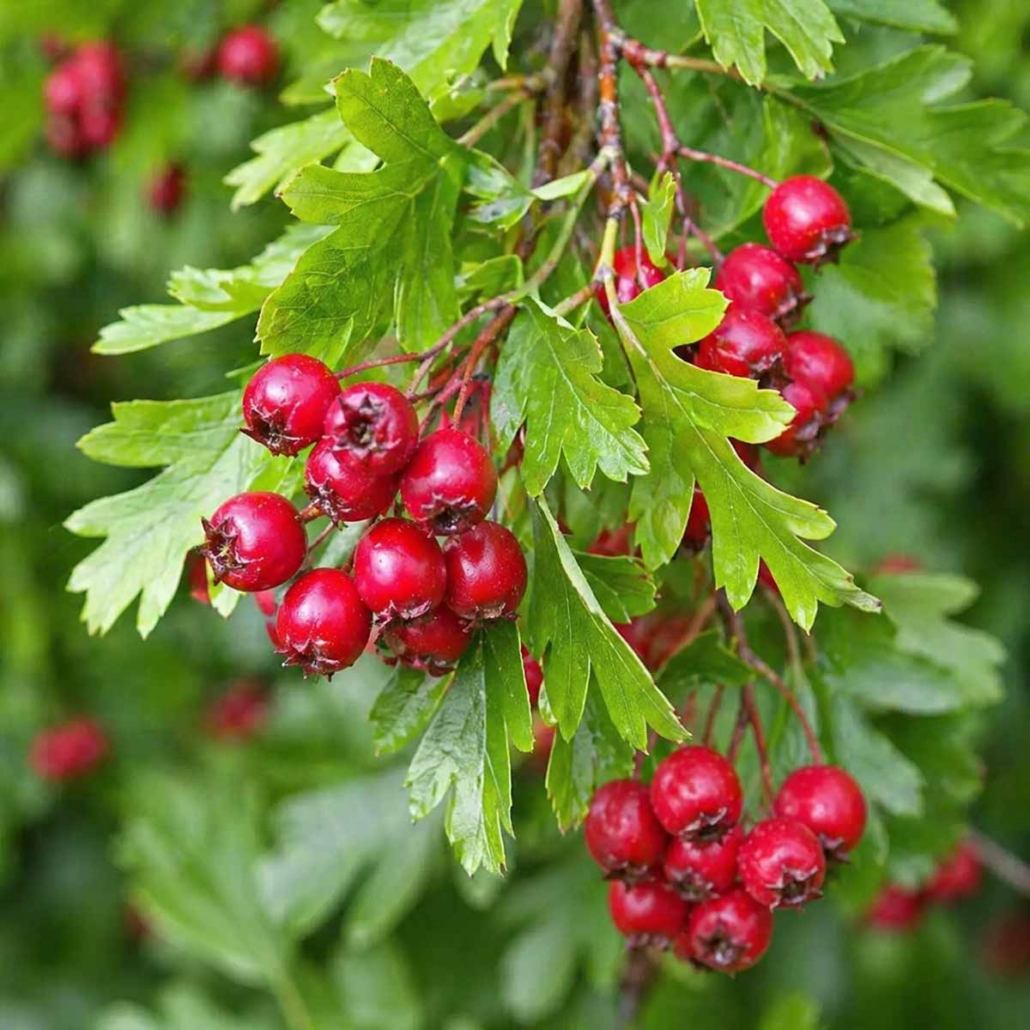 Botanical Ingredient Hawthorn Flowers