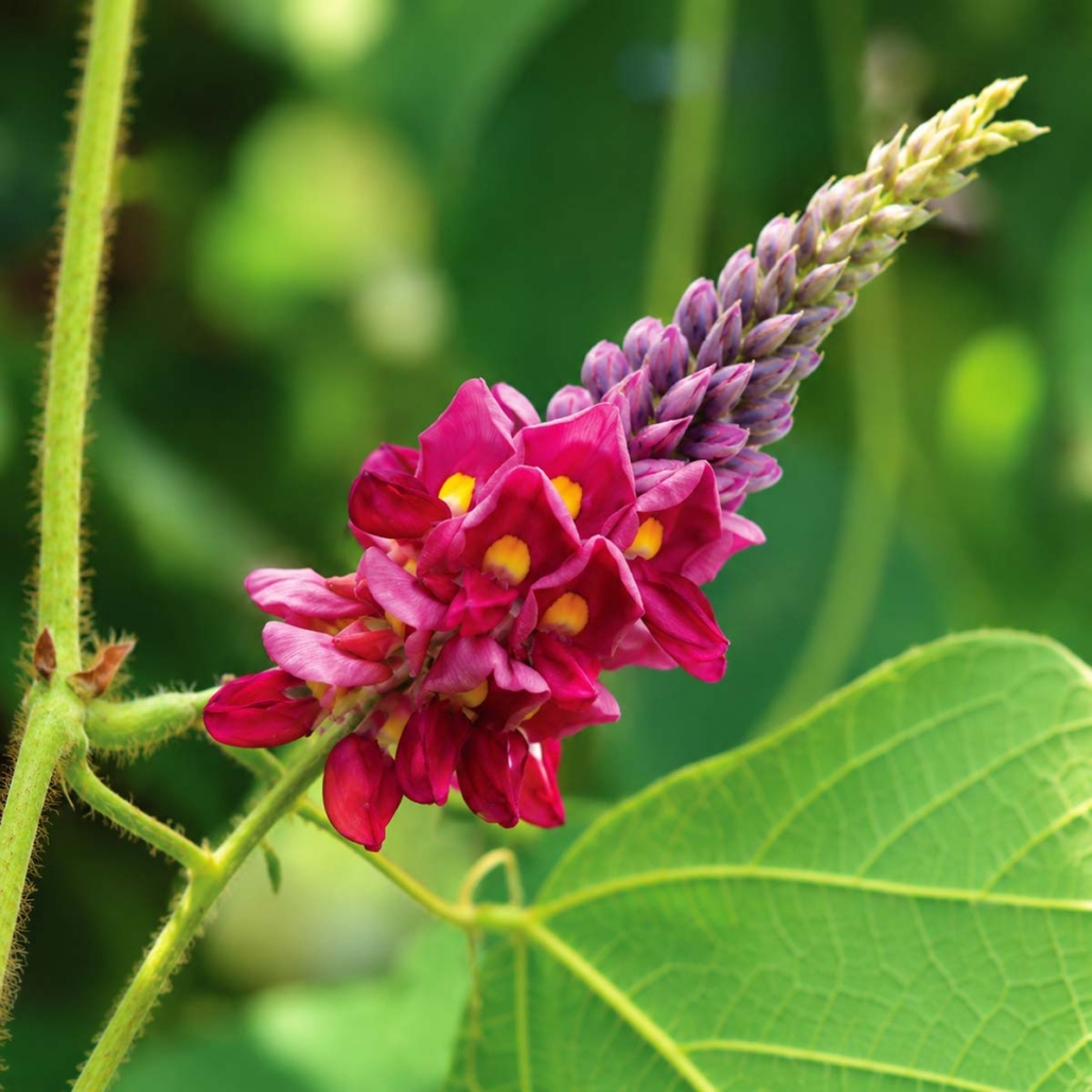 Botanical Ingredient Kudzu