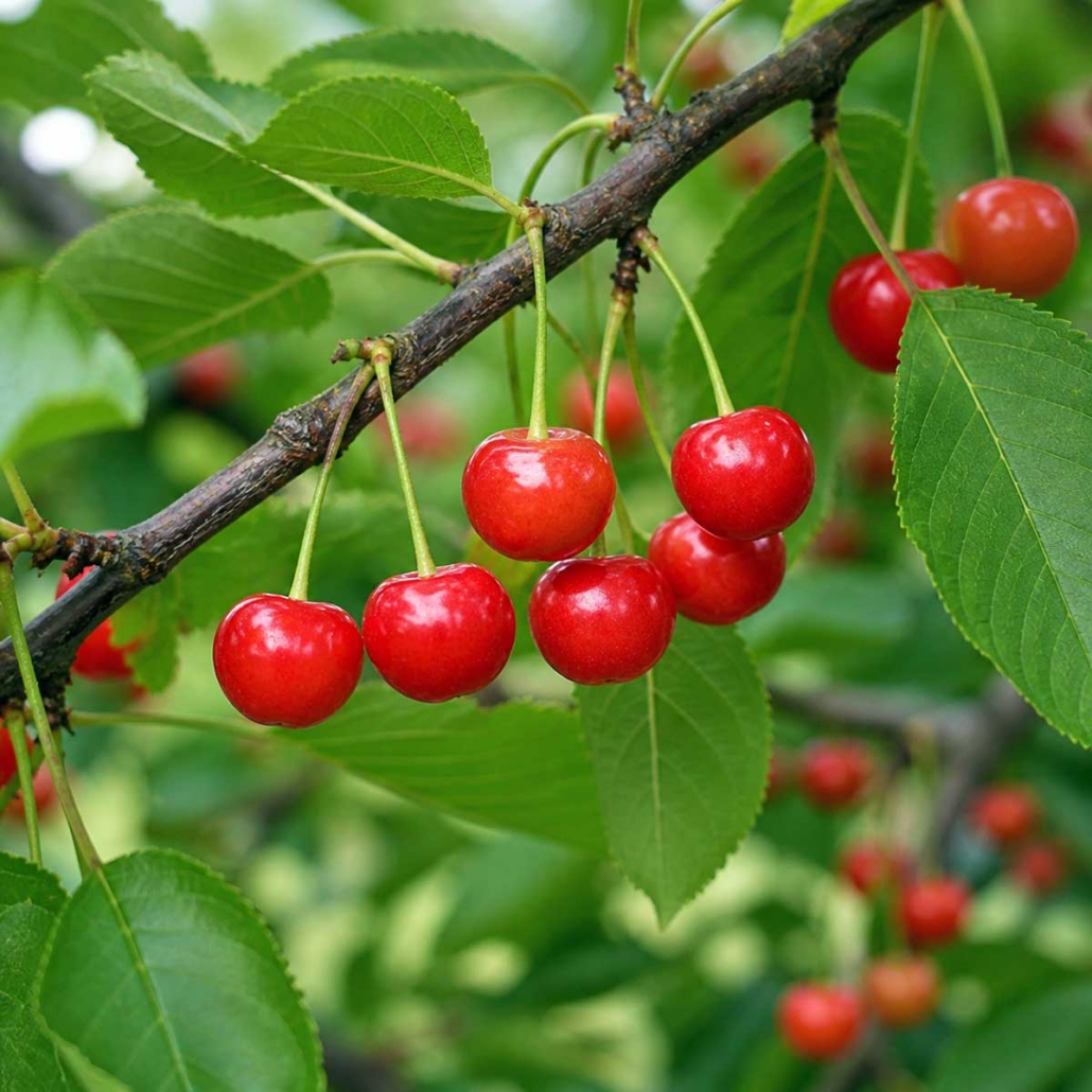 Botanical Ingredient Tart Cherry