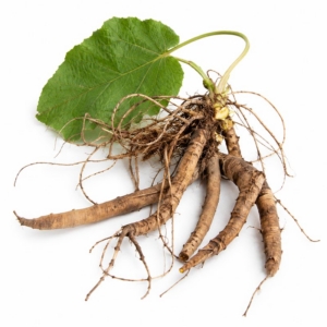Botanical Ingredient Yellow Dock Root