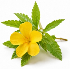 Damiana - Botanical for Women's Health