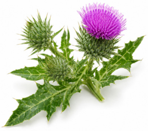 Milk Thistle - Botanical for Liver Detox and Metabolic Health