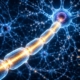 Nerve Health Support Supplements