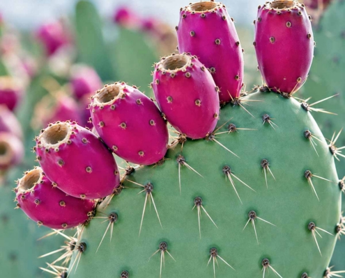 Prickly Pear For Supplement Formulations