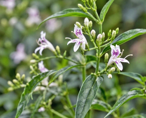 Andrographis for Immunity Support Supplements