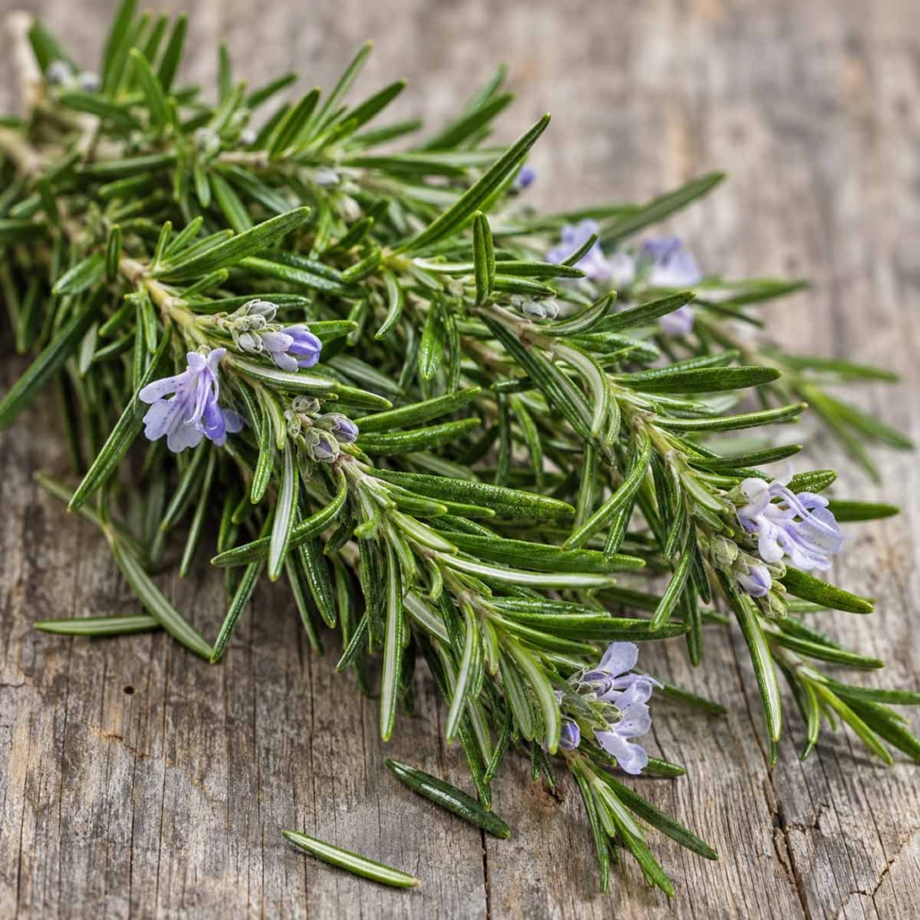 Rosemary Extract for Antioxidant Supplement Formulation