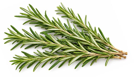 rosemary herb extract for Antioxidant Supplement Formulation