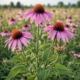 Echinacea For Immune Support Supplement Formulation