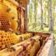 Bees Using Propolis As a to Build the Honeycomb Structure of Their Hive